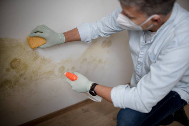 Best Home Mold Removal  in Urbana, OH