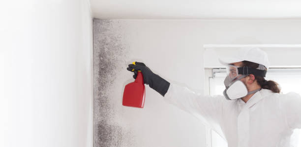Best Emergency Mold Removal  in Urbana, OH