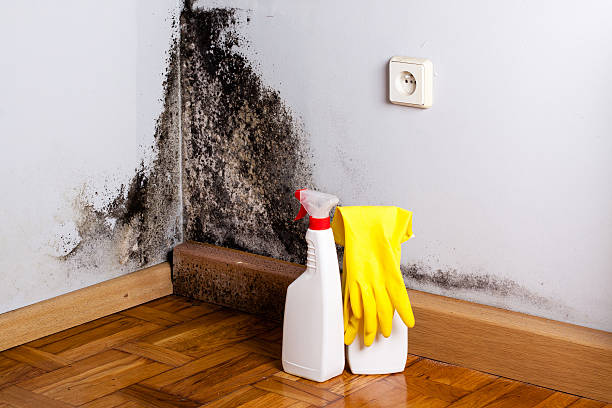 Professional Mold Removal in Urbana, OH