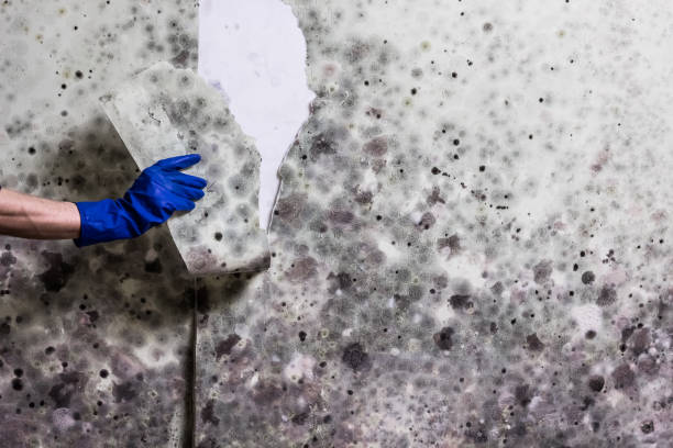 Best Office Mold Removal Services  in Urbana, OH