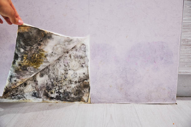 Best Affordable Mold Removal  in Urbana, OH